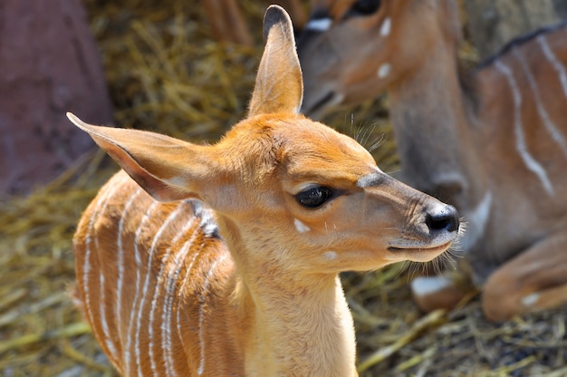 Nyala