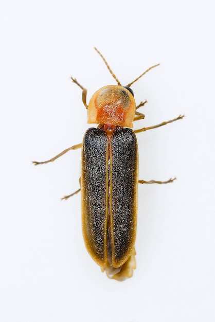 Nyctophila reichii, or Mediterranean firefly, of the Lampyridae family