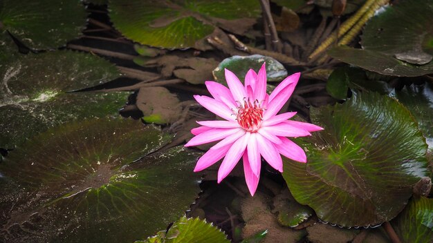 The Nymphaea Lotus Flower Beautiful water flowers with pink color