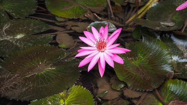 The Nymphaea Lotus Flower Pink Lotus