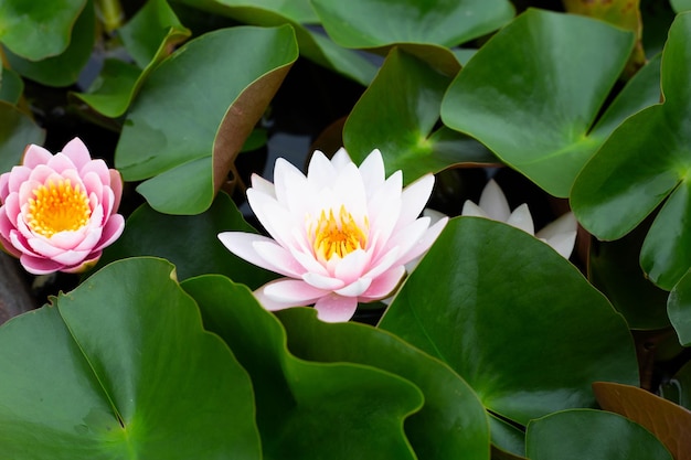 Nymphaea lotus flower with leaves Beautiful blooming pink water lily