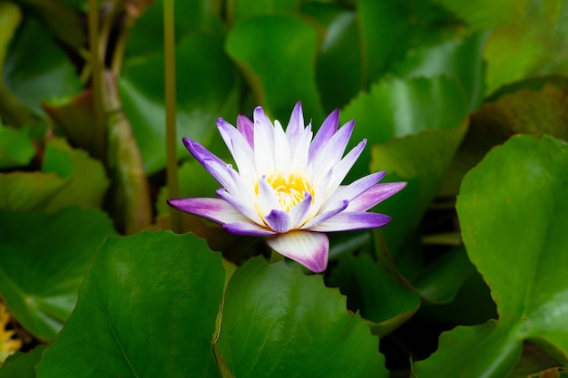 Nymphaea lotus flower with leaves Beautiful blooming water lily