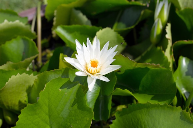 Nymphaea lotus flower with leaves Beautiful blooming water lily