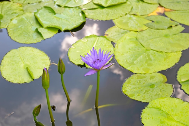 Nymphaea lotus flower with leaves Beautiful blooming water lily