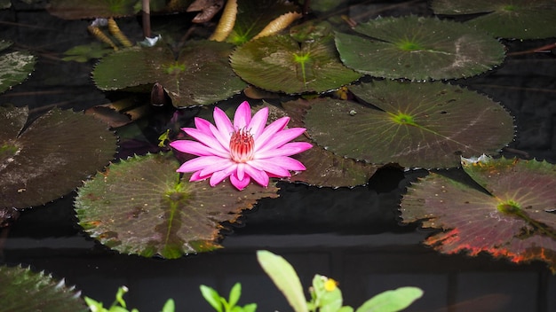 The Nymphaea Lotus Flower