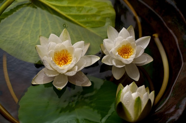 Nymphaeaceae is a family of flowering plants commonly called water lilies