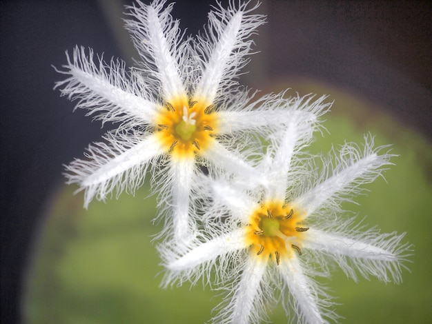 Photo nymphoides indica ,water snowflake