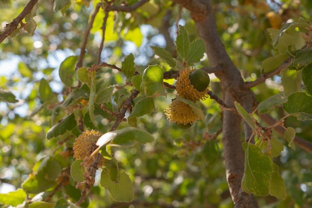 Oak acorn on the branch Oak branch with green leaves and acorns on a sunny day Oak tree in summer Blurred leaf background Closeup selective focus High quality photo