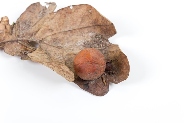 Oak apple or oak gall on a fallen dry leaf found in a forest in springtime isolated on white background Tree infection Closeup