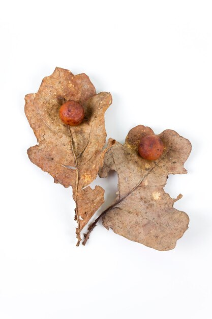 Oak apple or oak gall on two fallen dry leaves found in a forest in springtime isolated on white background Tree infection Flat lay