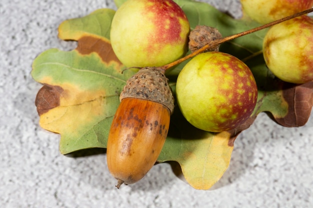 Oak apples on the underside of an oak leaf