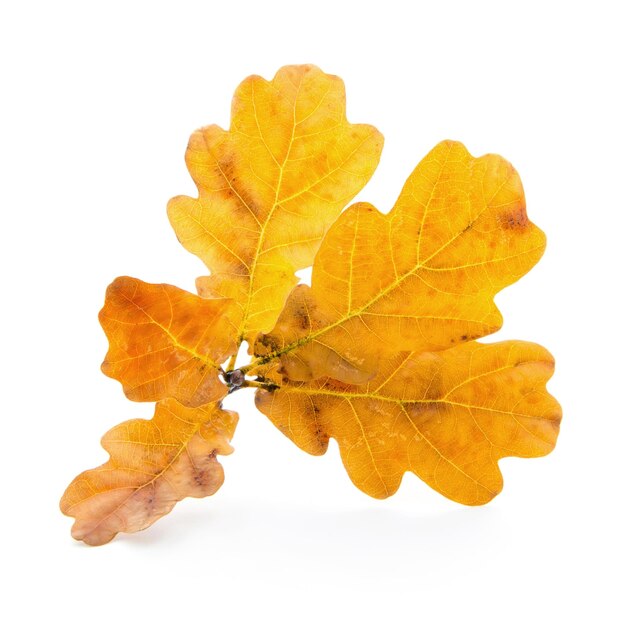 Oak autumn yellow leaves isolated on white background