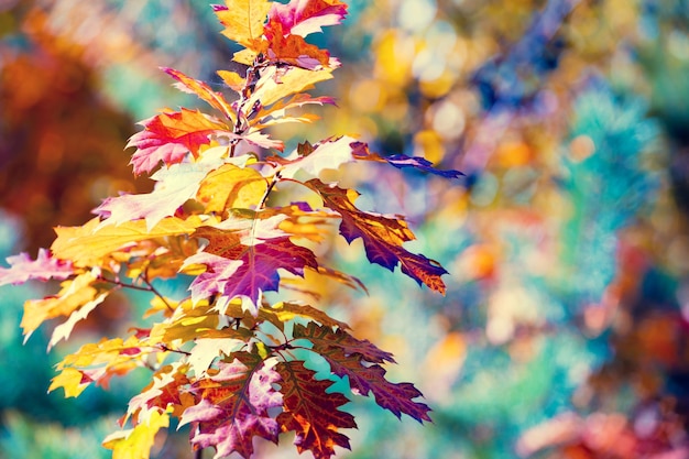 Oak branch with colorful leaves in the forest in autumn Natural autumn background