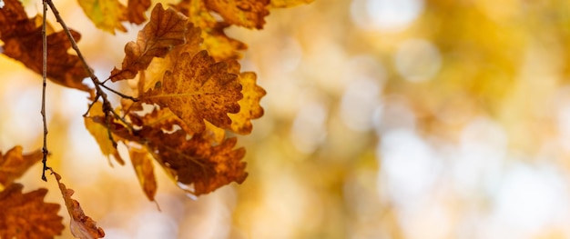 An oak branch with dry leaves in a forest on a sunny day Copy space