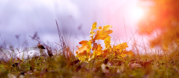 Oak branch with dry yellow leaves in the forest on the grass. Fallen leaves in the autumn forest