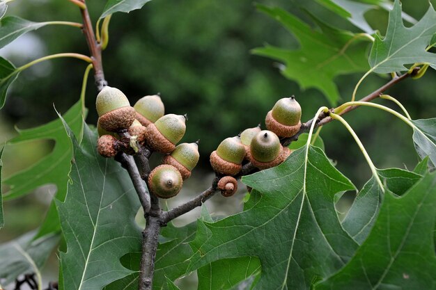 Oak branch with green leaves and green acorns in a forest. Selective focus.