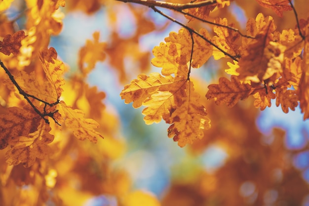 Oak branch with orange leaves in the forest in autumn. Nature background