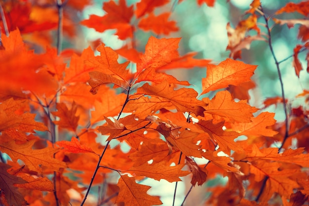 Oak branch with red leaves in the forest in autumn