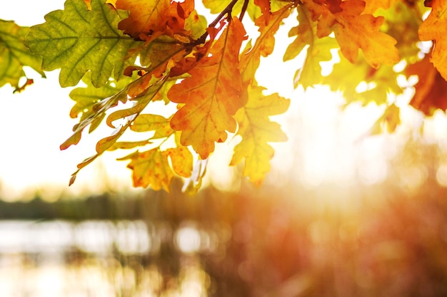 Oak branch with yellow autumn leaves by the river during sunset in warm colors