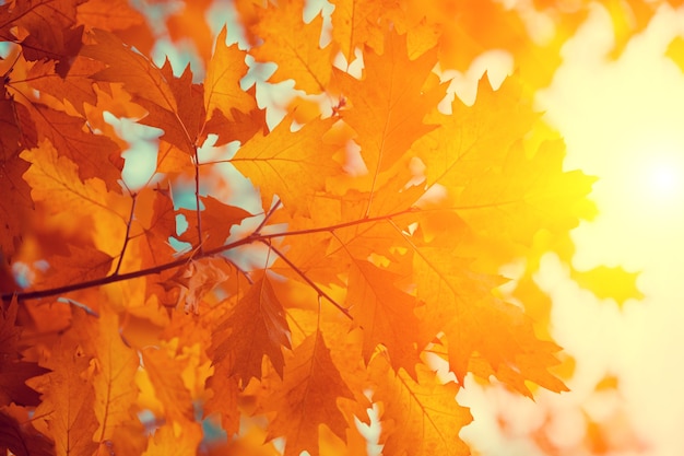 Oak branch with yellow leaves in the forest in autumn at sunset