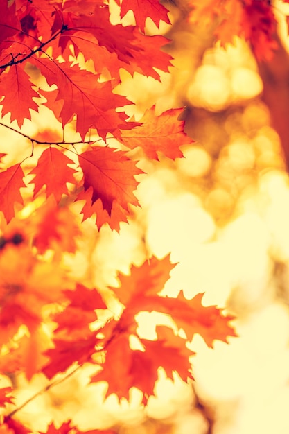 Oak branch with yellow leaves in the forest in autumn at sunset