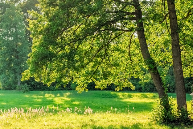 Oak branches over green field grass