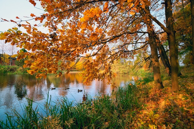 Oak branches in the sunlight on the lake in the fall.