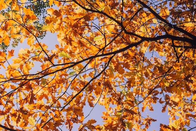 Oak branches with autumn foliage on a clear sky background