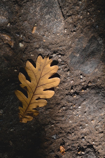 Oak leaf dry oak leaf on the ground