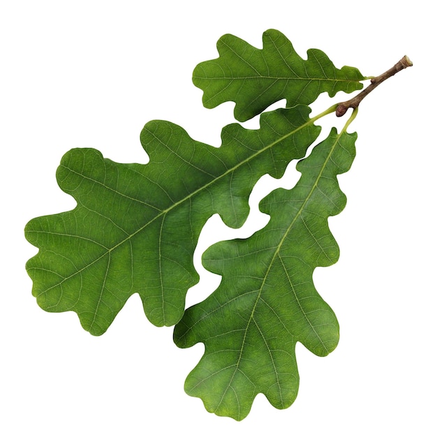 Oak leaf isolated on a white background three green leaves