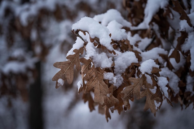 Oak leaves in the snow, incredible wildlife