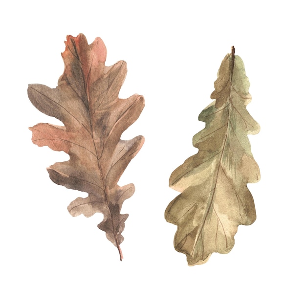 Oak leaves on a white background Watercolor illustration Isolated object