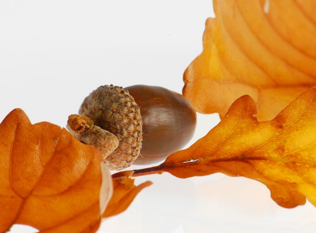 Oak leaves with acorn in autumn