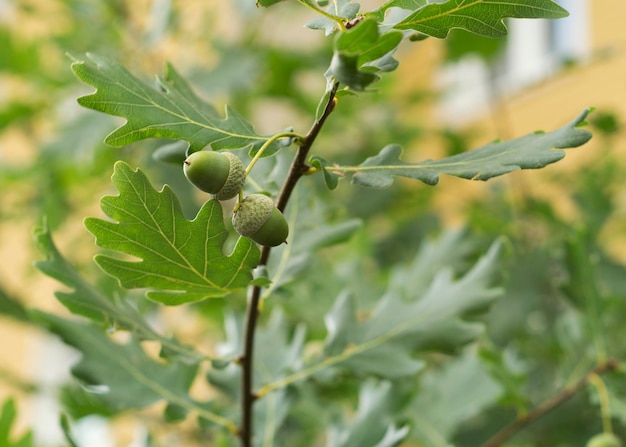 Oak Quercus branch with acorns