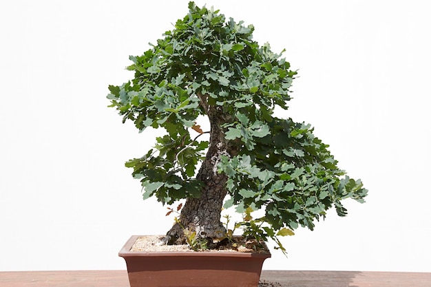 Oak quercus robur bonsai on a wooden table and white background