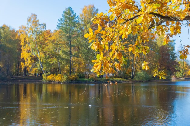 Oak tree branch bow down to a water in an autumn forest fall colorsautumn trees in the park sunny we