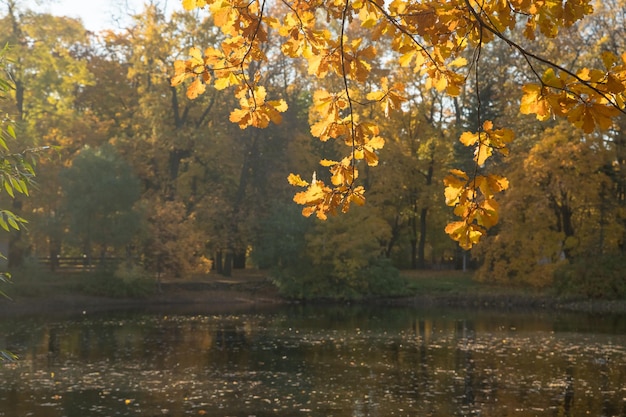 Oak tree branch bow down to a water in an autumn forest fall colorsAutumn trees in the park sunny weatherYellow autumn leaves and branches against a blue sky