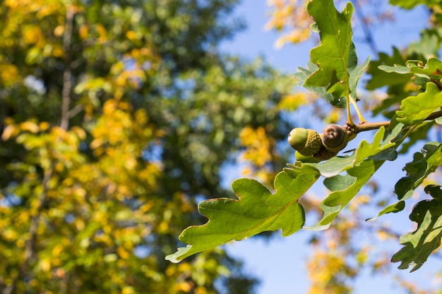 Oak tree green color background oak seed