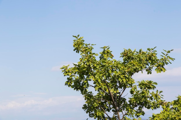 Oak tree green color background oak seed