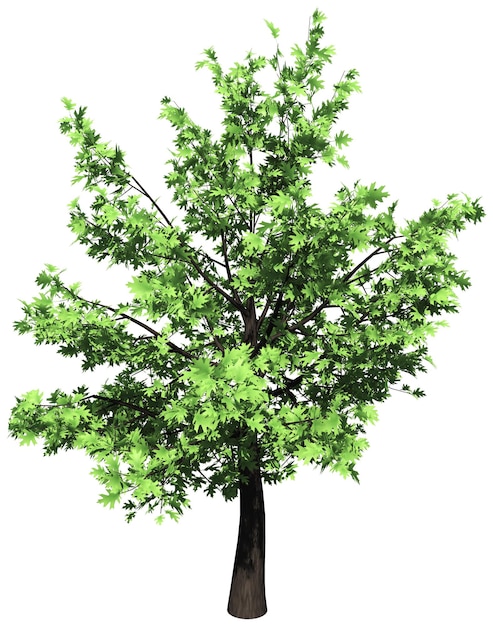 Oak tree isolated