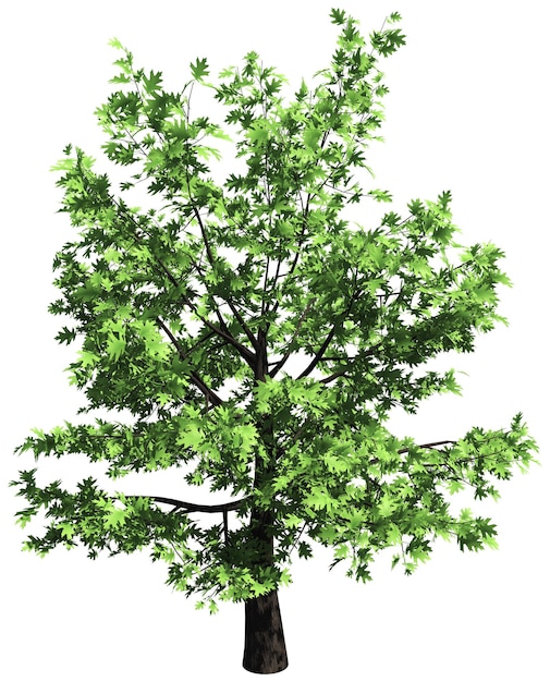 Oak tree isolated