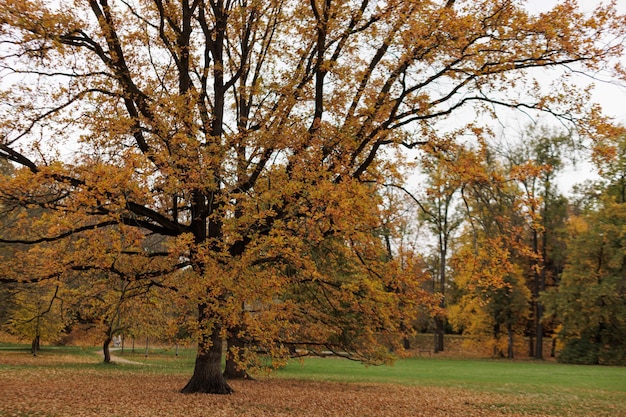 Photo an oak tree showcases fall colors in a park in stromovka park prague