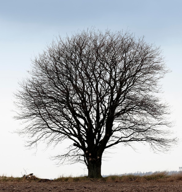 Photo oak tree winter and nature with dark landscape for recycle blue sky in environment for climate change eco friendly countryside and natural on planet earth ecology and sustainability in woods