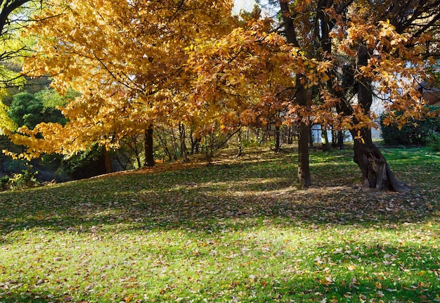 Oak tree with autumn brown leaves and green grass under him in city park.