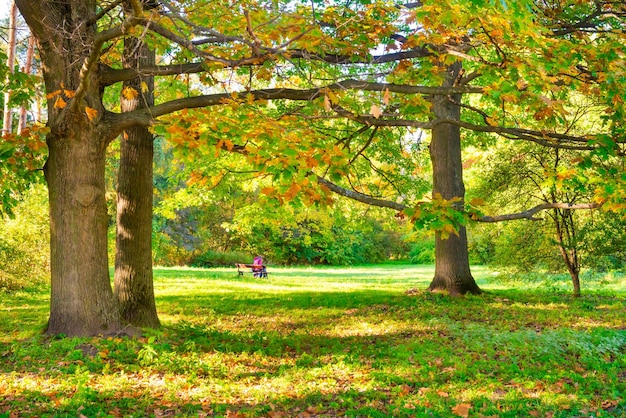 Oak tree with autumn yellow leaves