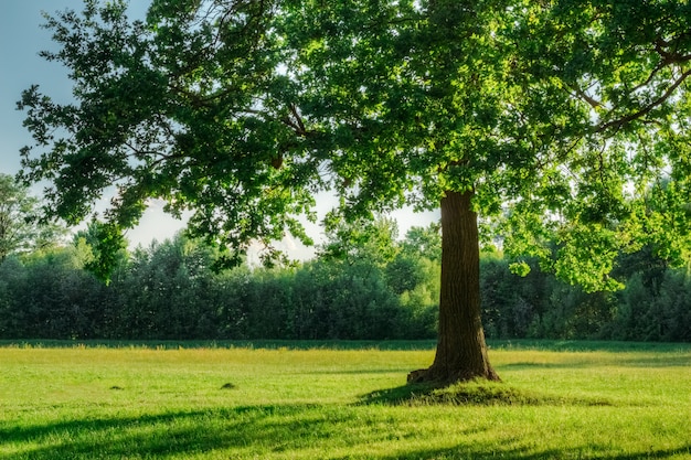 Oak tree with green foliage in summer field in sunset light