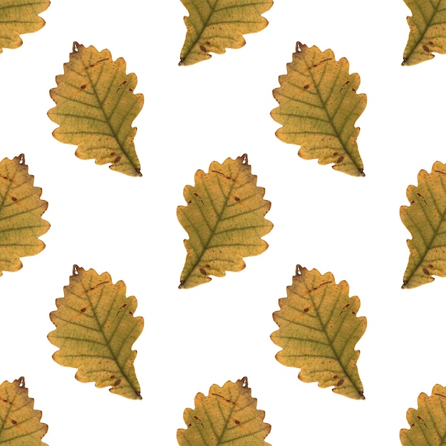 Oak yellow leaf herbarium