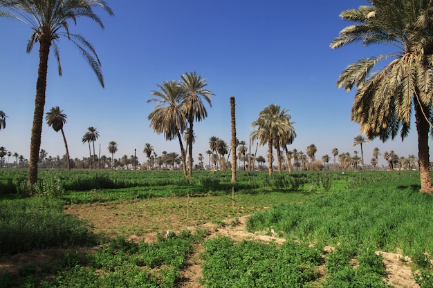 Oasis in desert in Amarna, Egypt