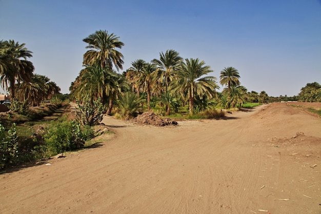 An oasis in the Sahara desert, Africa