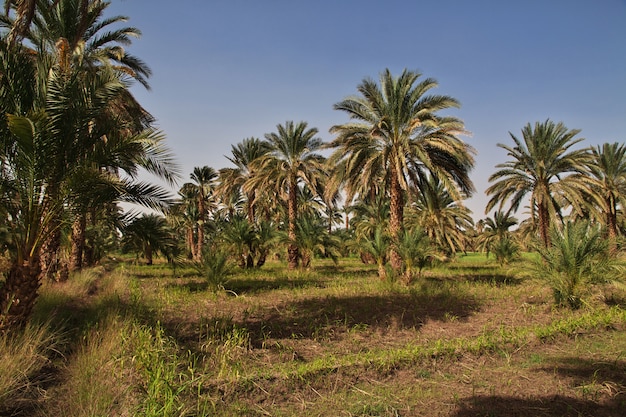 An oasis in the Sahara desert, Africa